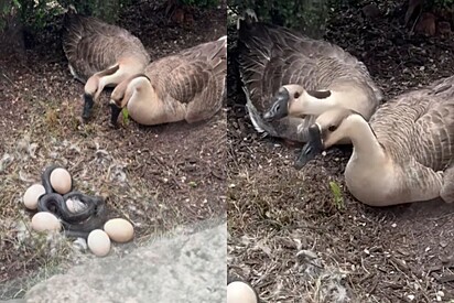 Casal de gansos vê intruso saqueando seu ninho - e então um herói entra em cena