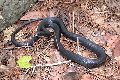 Uma cobra piloto. Não é venenosa. 