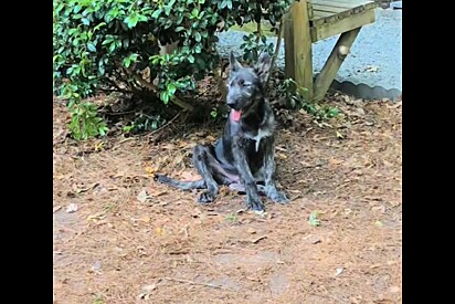 Mulher compra cachorro que surpreende com sua aparência única ao crescer.