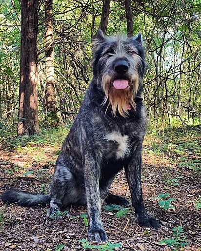 Lupin é uma mistura de raças: pastor alemão, malamute do Alasca e cerca de 13% de cão de caça irlandês.