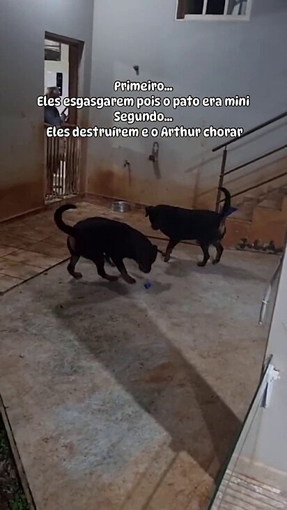 Os cães correm atrás do patinho de borracha.