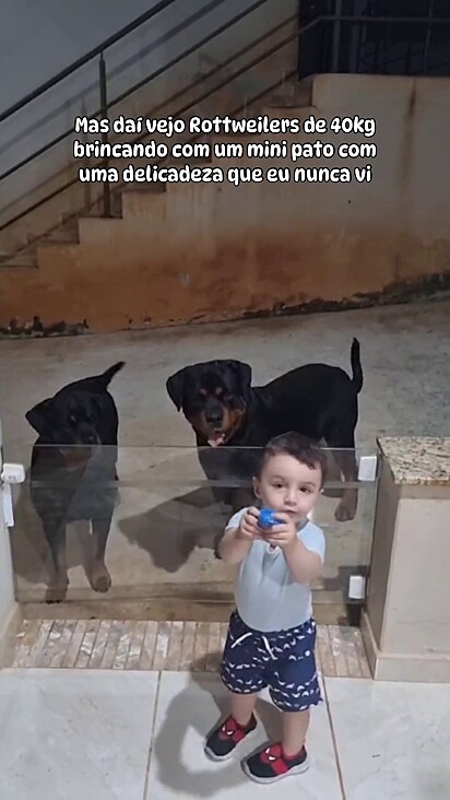 Os cães adoram interagir com o bebê.