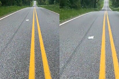 Mulher vê mancha branca em asfalto - e então pisa no freio ao identificar o que é.