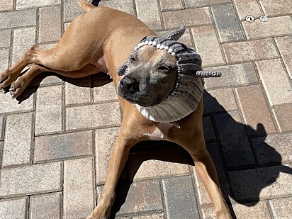 A cachorrinha é muito ativa e brincalhona.