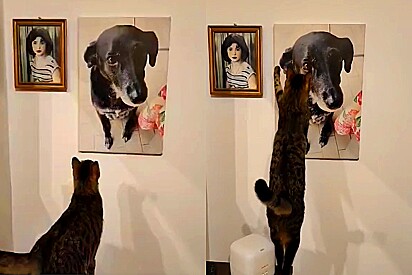 Gato toma atitude ao ver quadro de amiga cadela que faleceu - e ação emociona família.