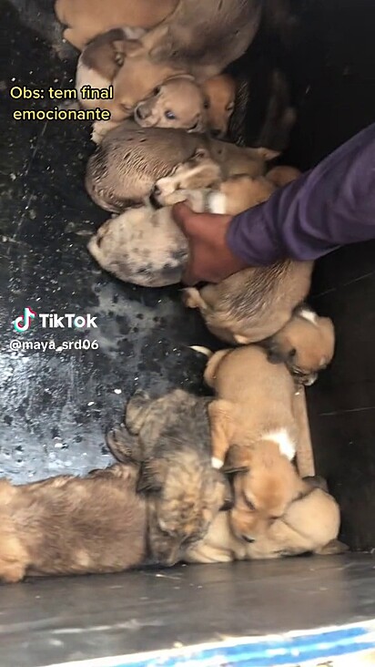 Duas cadelas deram à luz na obra, resultando nos 15 filhotes.