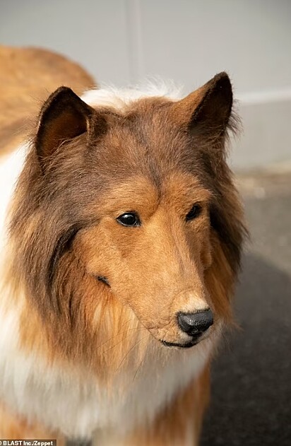 O japonês Toco não mediu esforços - nem dinheiro - para se transformar em um cão da raça border collie.