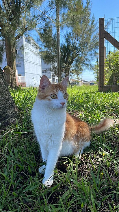 Prince é uma gatinha muito linda e desinibida.