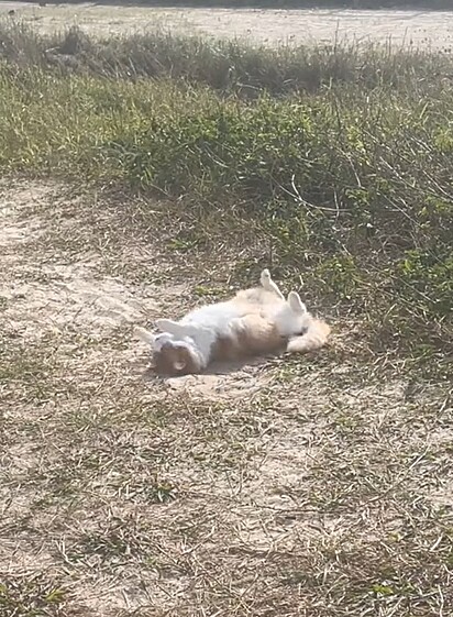 Prince se esfregando na areia da praia.