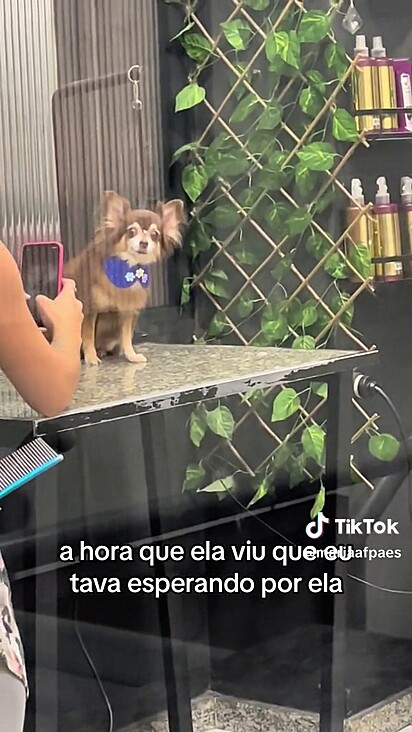 A tutora e o pet cresceram juntas e hoje são inseparáveis.