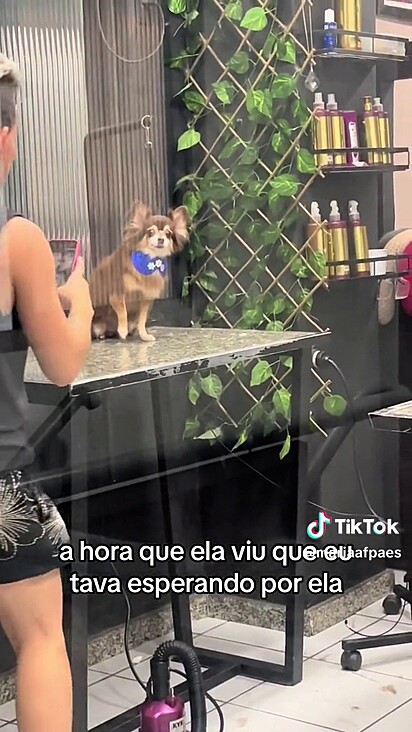 A cachorrinha tem a mesma reação há 12 anos.