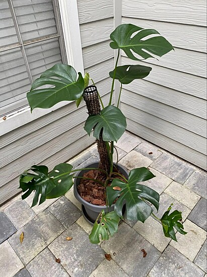 Tommy tem uma planta monstera noátrio de casa.