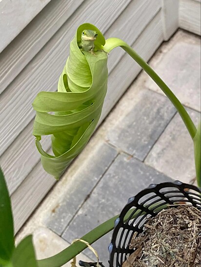 Tommy descobriu que o bichinho qu estava em sua planta era um anole verde.