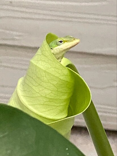 O anote verde é nativo dos Estados Unidos.