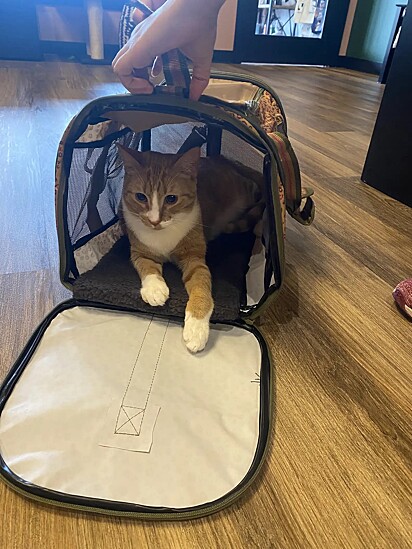 O gatinho começou a entrar na caixa transportadora dos gatos que estavam sendo adotados na esperança de ser adotado também.