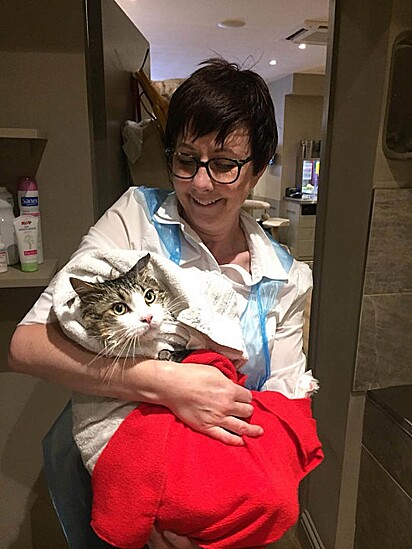 Kay Allen largou o seu emprego para abrir um cat café.