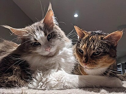 O café abriga nove gatos resgatados.