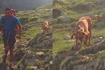 Durante trilha nas montanhas, jovem é seguido por cachorrinha caramelo por 3 dias e isso muda sua vida para sempre.