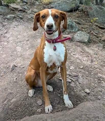 O casal decidiu adotar a cachorrinha.