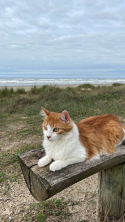 A gata Prince ama a praia.