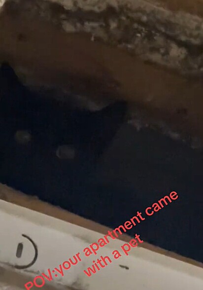 Um gatinho preto estava escondido da tubulação de ventilação.