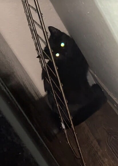 O felino escondido atrás da geladeira.
