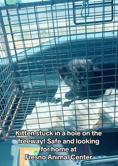 A felina foi encaminhada para o abrigo Fresno Animal Center.
