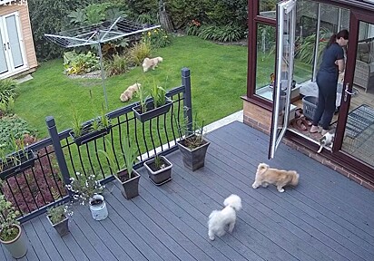 Em seguida, Katie decidiu entrar e chamou seus cães, mas eles não a obedeceram.