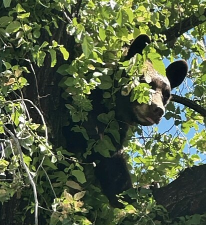 Após exames, a equipe devolveu o urso para a floresta local.