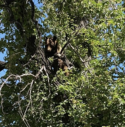 O urso não atacou ninguém.