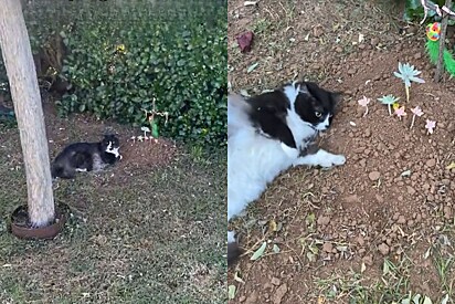 Família registra em vídeo o que seu gato faz todos os dias em túmulo de outro felino falecido
