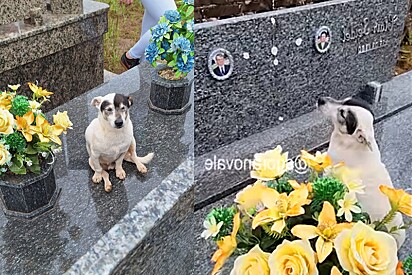 Cão visita frequentemente túmulo de tutor falecido.