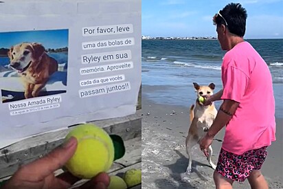 Pessoas se emocionam com placa deixada em praia em homenagem a cachorro golden retriever.