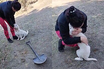 Cachorro anjo aparece do nada enquanto família enterrava seu pet falecido.