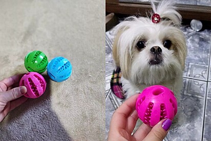 Bolinha multifuncional para cães de pequeno porte. 