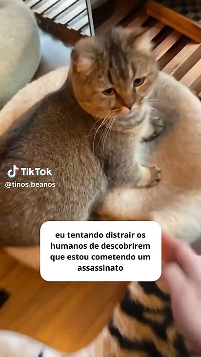 O gatinho está impedindo o outro de sair.