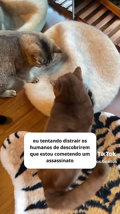 O gatinho marrom saiu com a ajuda da tutora.