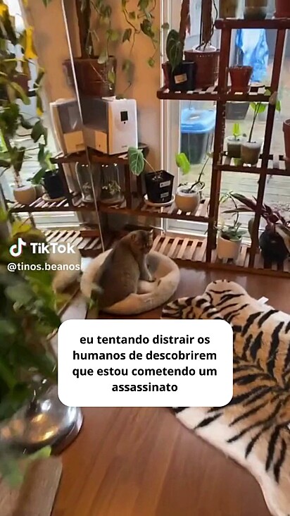 O gato está em cima da toca.