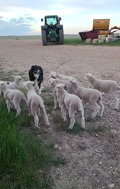 As ovelhas deram de cara com o cachorro.