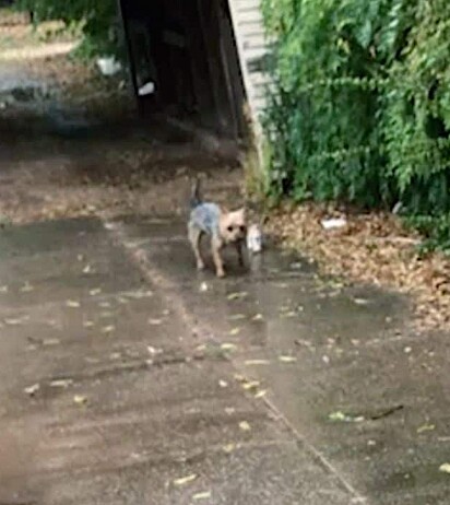 A cachorrinha Hazel resgatou um gatinho e o levou para casa.