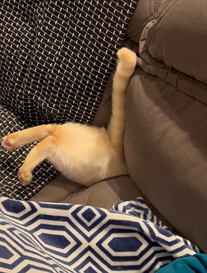 Gatão senso sugado pelo buraco. 