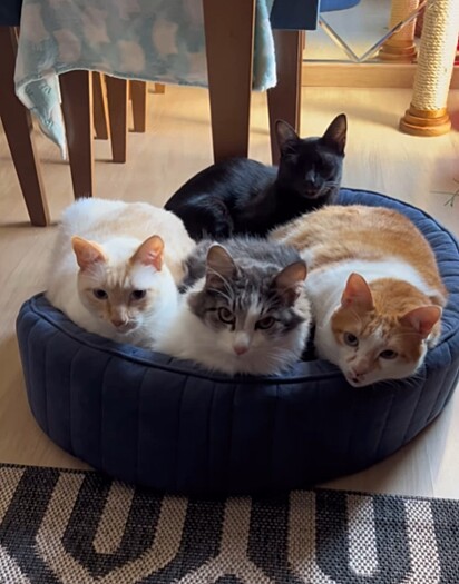 Gatão (esquerda), Mitz (meio), Bob (direita), Café (cima). 