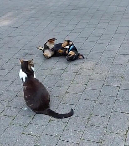 O cachorro Merlin tentando conquistar o gato. 