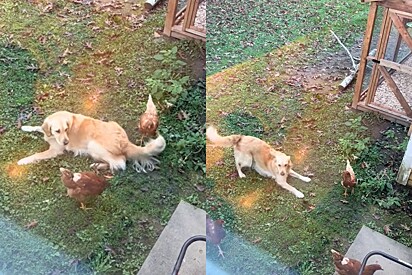 Golden retriever é flagrado dando tudo de si para conquistar amizade de galinhas.