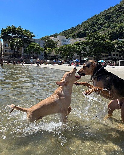 Juninho se adaptou ao lar e fez amizade rapidamente.