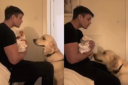 Cão golden fica super feliz ao conhecer bebezinha e toma atitude que emociona tutores.