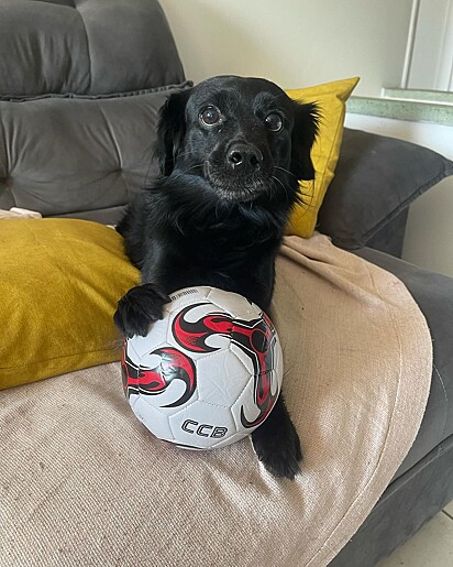 Marlon é um vira-latinha muito esperto.