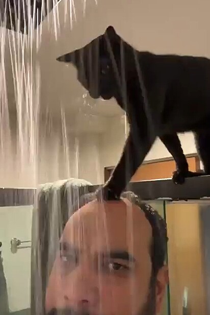 O gato se apoia na cabeça do tutor. 