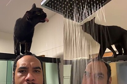 Gato obriga tutor a servir de ponte para ele tomar água no chuveiro e vídeo viraliza 