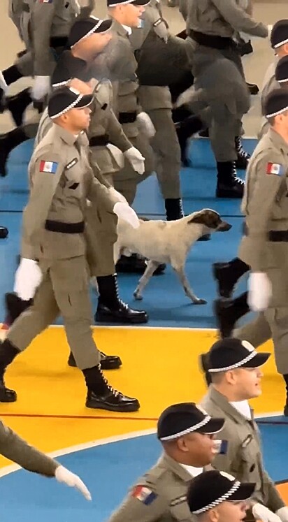 Em segundos, o cão alinhou o passo aos demais soldados e começou a marchar perfeitamente.